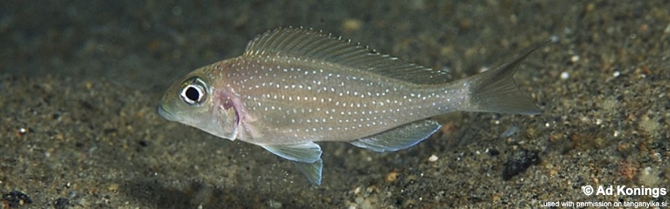 Xenotilapia sp. 'spilopterus north' Miyako Point