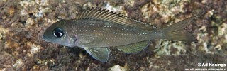 Xenotilapia sp. 'spilopterus north' Cape Bangwe.jpg