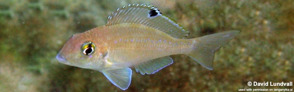 Xenotilapia spilopterus 'Cape Chaitika'