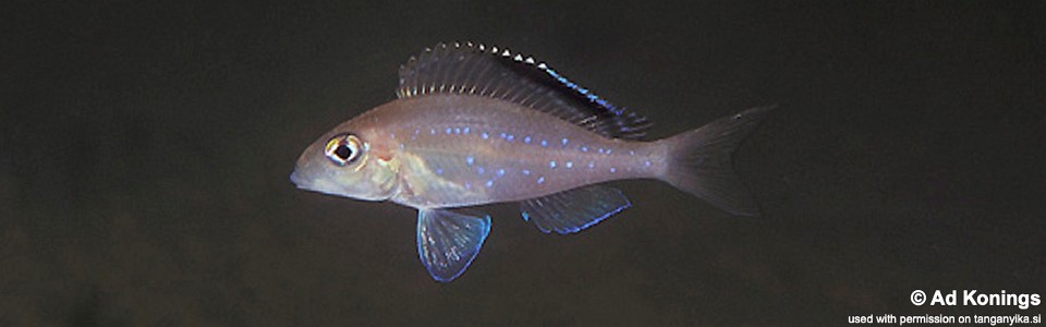 Xenotilapia spilopterus 'Cape Kachese'