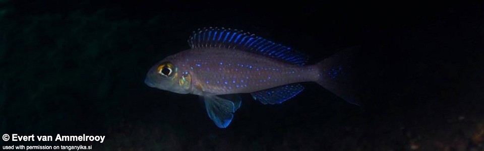 Xenotilapia spilopterus 'Cape Mpimbwe'