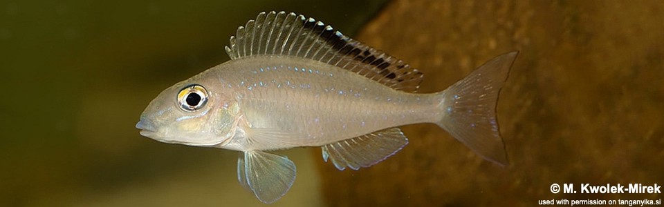 Xenotilapia spilopterus 'Chimba'