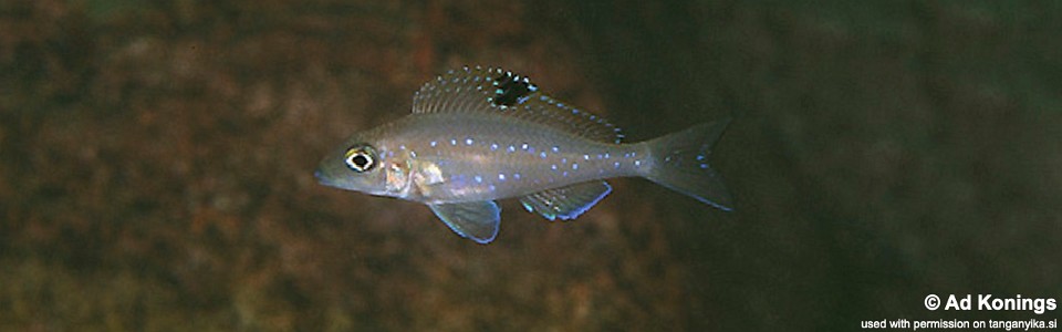 Xenotilapia spilopterus 'Chituta'