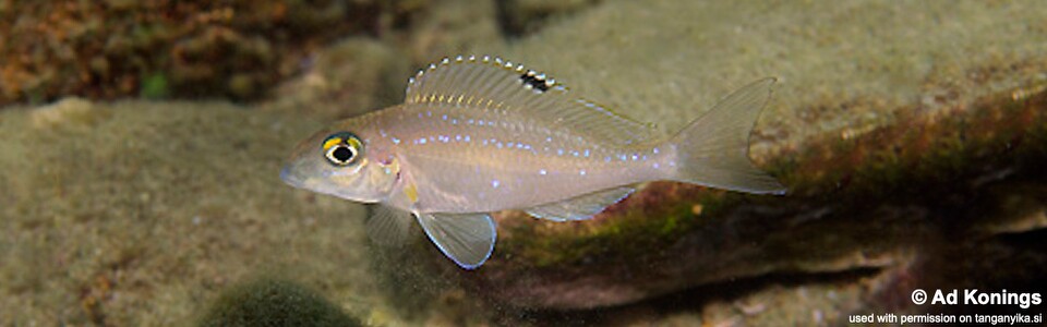 Xenotilapia spilopterus 'Kala Bay'