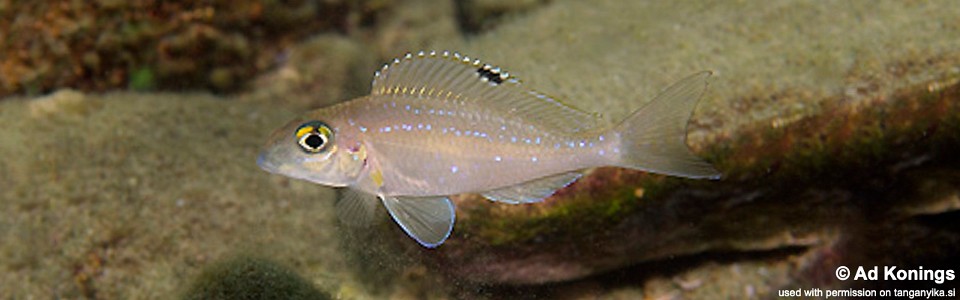 Xenotilapia spilopterus 'Kala'