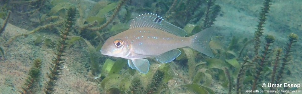 Xenotilapia spilopterus 'Kalambo Lodge'