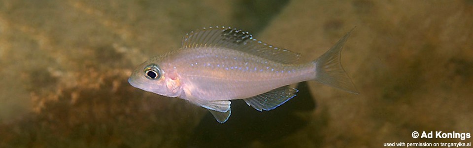 Xenotilapia spilopterus 'Kasakalawe'