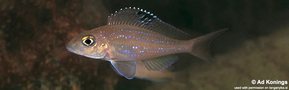 Xenotilapia spilopterus 'Kasanga'