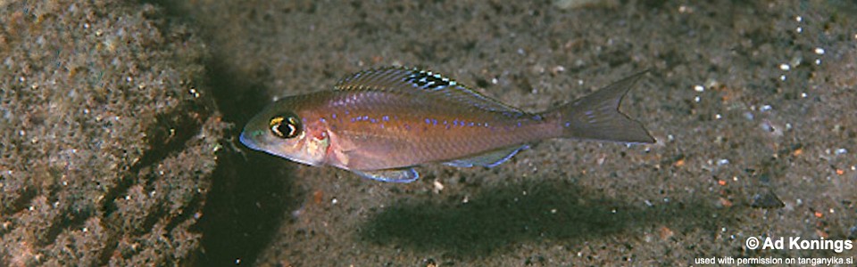 Xenotilapia spilopterus 'Kekese'