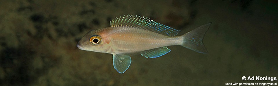 Xenotilapia spilopterus 'Kisambala'