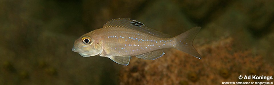 Xenotilapia spilopterus 'Kombe'