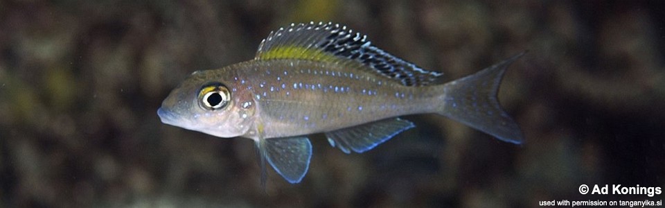 Xenotilapia spilopterus 'Luagala Point'