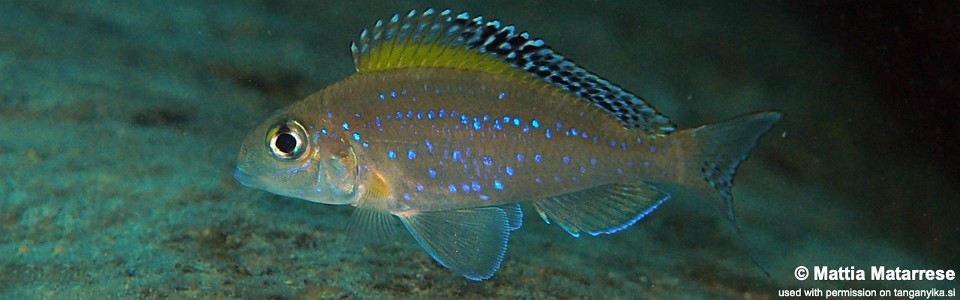 Xenotilapia spilopterus 'Lufungu Bay'