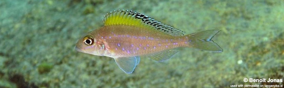 Xenotilapia spilopterus 'Lyamembe'