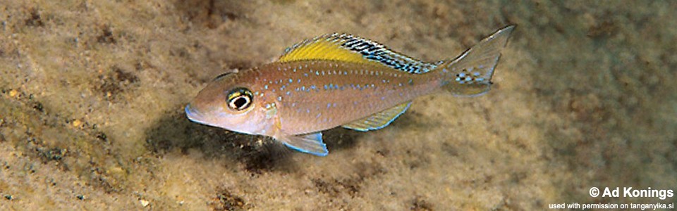 Xenotilapia spilopterus 'Mabilibili'