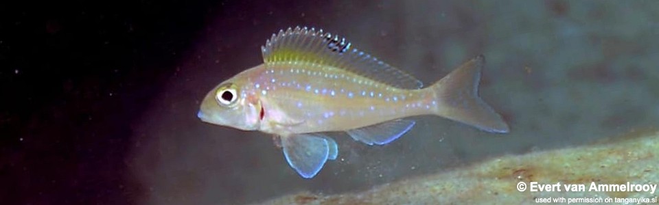 Xenotilapia spilopterus 'Mahale NP'