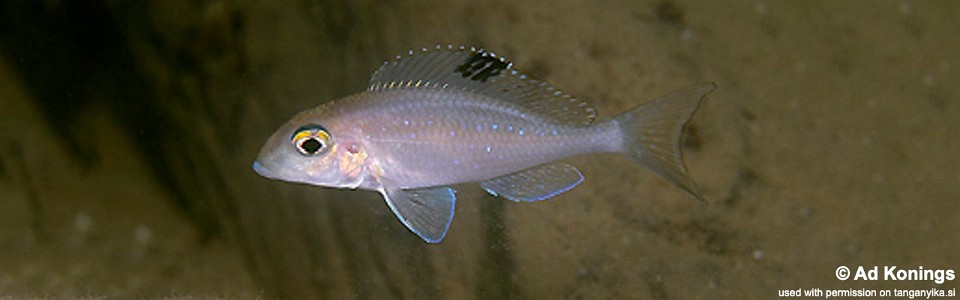 Xenotilapia spilopterus 'Mbita Island'