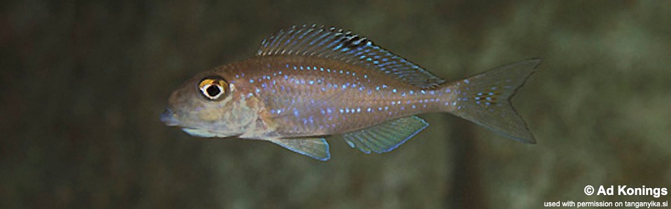 Xenotilapia spilopterus 'Msalaba'