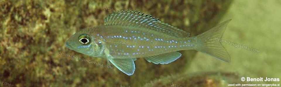 Xenotilapia spilopterus 'Mvuna Island'