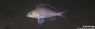 Xenotilapia spilopterus 'Cape Kachese'.jpg