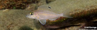 Xenotilapia spilopterus 'Kala'.jpg