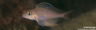 Xenotilapia spilopterus 'Kasanga'.jpg