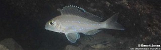 Xenotilapia spilopterus 'Muzi'.jpg