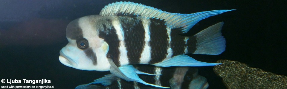 Cyphotilapia frontosa (Burundi)<br><font color=gray>6-bar frontosa</font>