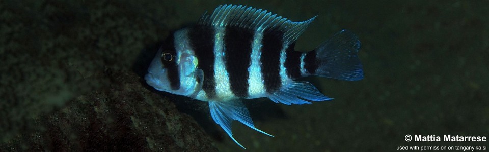 Cyphotilapia frontosa 'Ifala Village'<br><font color=gray>6-bar frontosa</font>