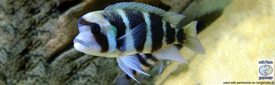 Cyphotilapia cf. frontosa 'Karilani Island'<br><font color=gray>6-bar frontosa</font>