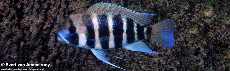 Cyphotilapia frontosa 'Kigoma'<br><font color=gray>7-bar frontosa</font>