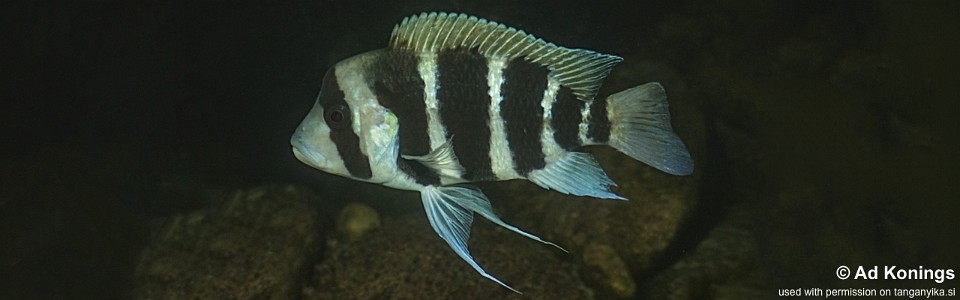 Cyphotilapia frontosa 'Kilima'<br><font color=gray>6-bar frontosa</font>