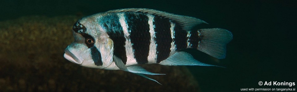 Cyphotilapia cf. frontosa 'Lubugwe Bay'<br><font color=gray>6-bar frontosa</font>