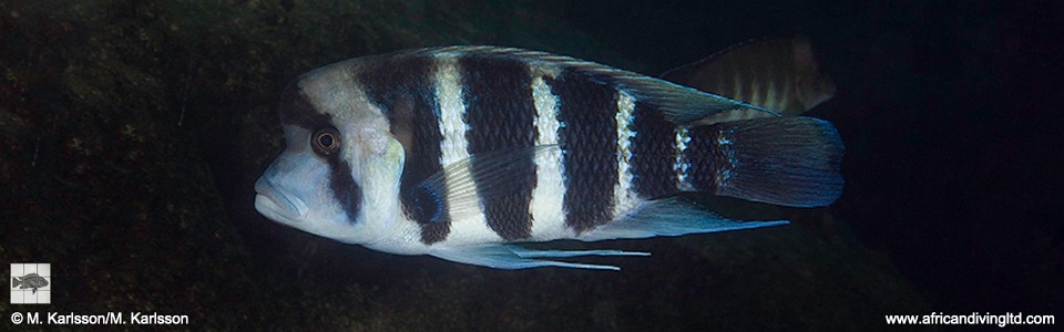 Cyphotilapia frontosa 'Lusungura Point'<br><font color=gray>6-bar frontosa</font>