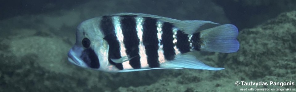 Cyphotilapia frontosa 'Mawimbi'<br><font color=gray>7-bar frontosa</font>