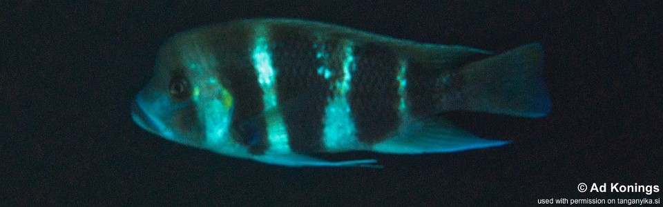 Cyphotilapia frontosa 'Mwamgongo'<br><font color=gray>6-bar & 7-bar frontosa</font>