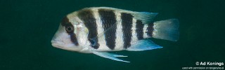 Cyphotilapia frontosa 'Kabimba (North)'.jpg