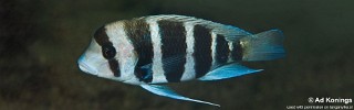 Cyphotilapia frontosa 'Segunga'.jpg