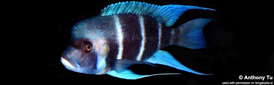 Cyphotilapia gibberosa 'Bismarck (Kasanga) Bay'<br><font color=gray>Tanzania</font>