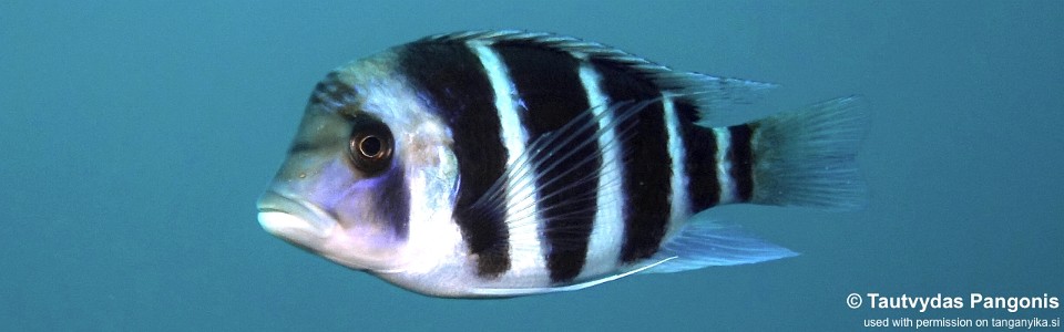 Cyphotilapia gibberosa 'Bondola Bay'<br><font color=gray>Tanzania</font>