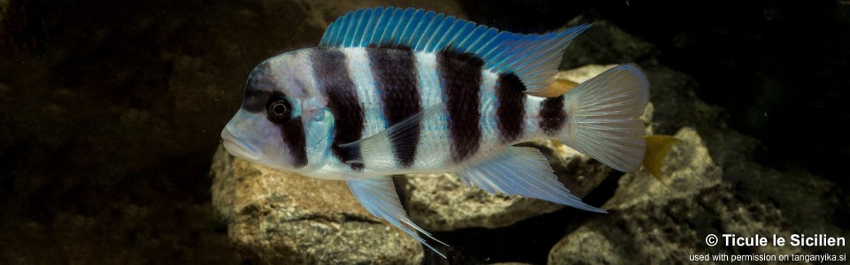 Cyphotilapia gibberosa 'Cape Mpimbwe' <br><font color=gray>Tanzania</font>