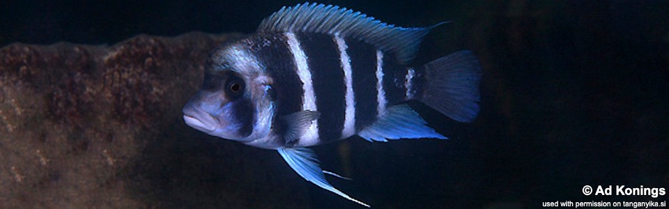 Cyphotilapia gibberosa 'Cape Nangu'<br><font color=gray>Zambia</font>