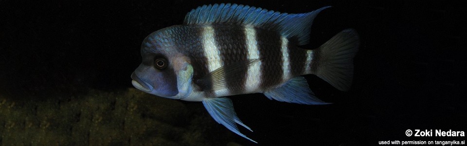 Cyphotilapia gibberosa 'Ikola'<br><font color=gray>Tanzania</font>