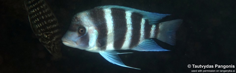 Cyphotilapia gibberosa 'Isanga Bay'<br><font color=gray>Zambia</font>