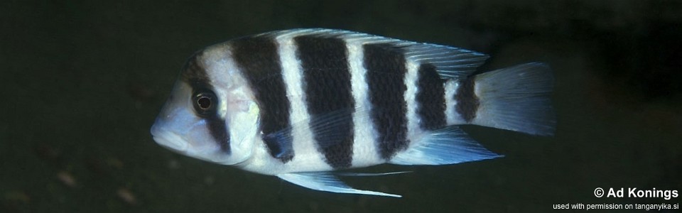 Cyphotilapia gibberosa 'Isonga'<br><font color=gray>Tanzania</font>