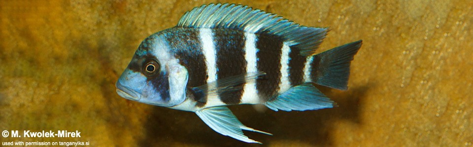 Cyphotilapia gibberosa (Kakwele)<br><font color=gray>DR Congo</font>