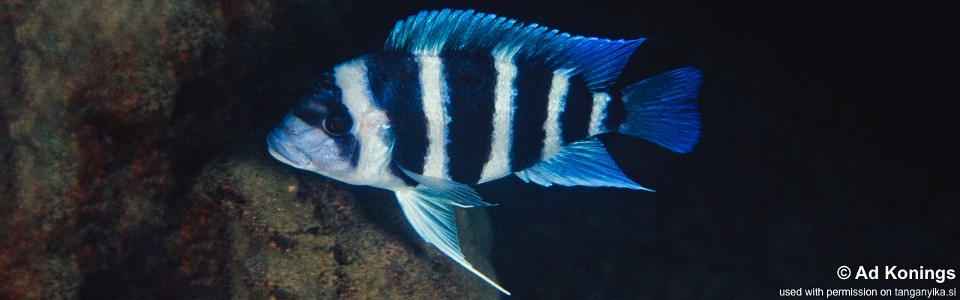 Cyphotilapia gibberosa 'Kapampa'<br><font color=gray>DR Congo</font>