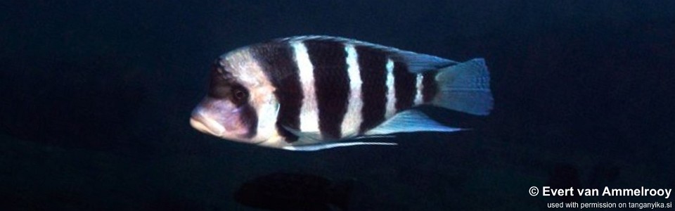 Cyphotilapia gibberosa 'Kekese'<br><font color=gray>Tanzania</font>