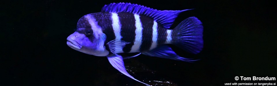 Cyphotilapia gibberosa 'Lupota'<br><font color=gray>DR Congo</font>