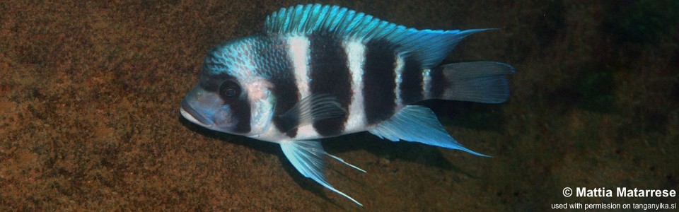 Cyphotilapia gibberosa 'Lusekese'<br><font color=gray>Tanzania</font>